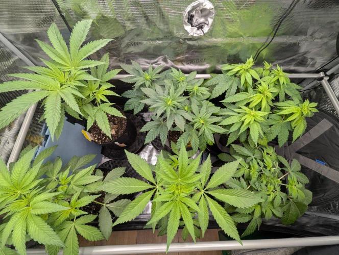 Bubblegum Gelato - Barney's Farm. Week 4