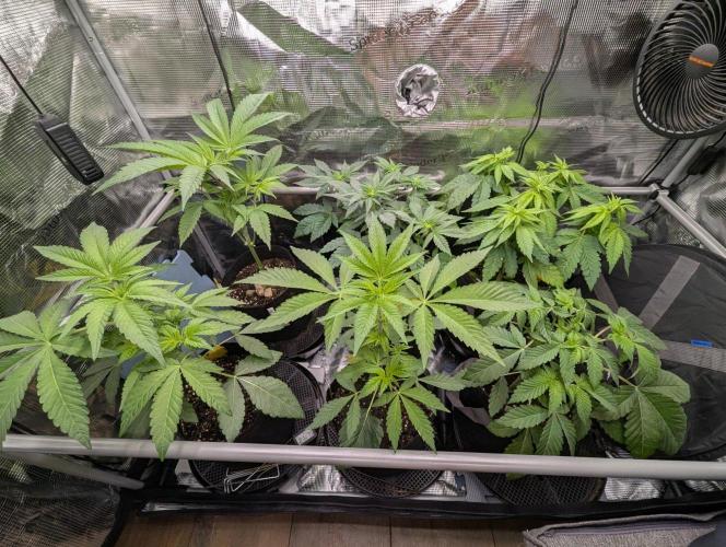 Bubblegum Gelato - Barney's Farm. Week 4