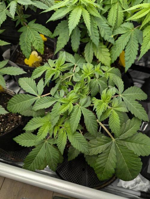 Sugar Rock - Silent Seeds. Week 4