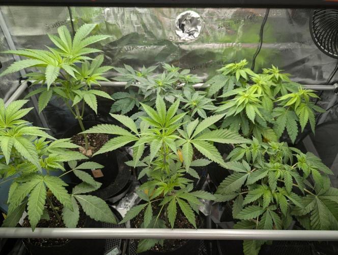 Sugar Rock. Week 4