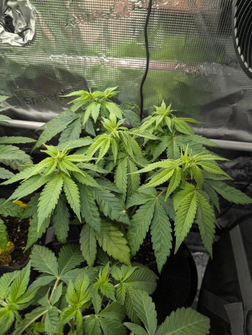 Girl Scout Cookies - Kannabia. Week 5