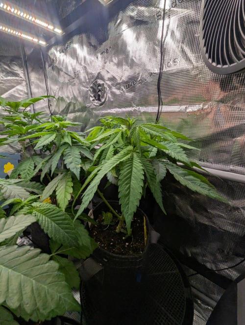 Girl Scout Cookies - Kannabia. Week 5