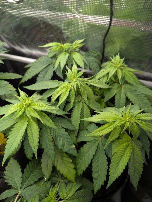 Girl Scout Cookies - Kannabia. Week 5