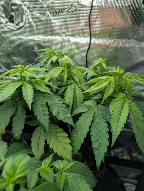 Girl Scout Cookies - Kannabia. Week 5