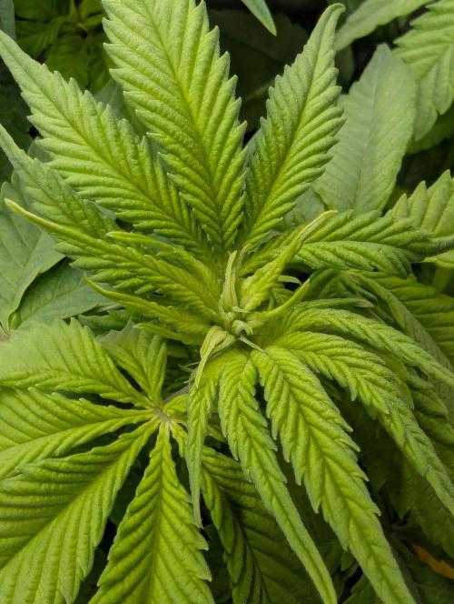 Girl Scout Cookies - Kannabia. Week 5