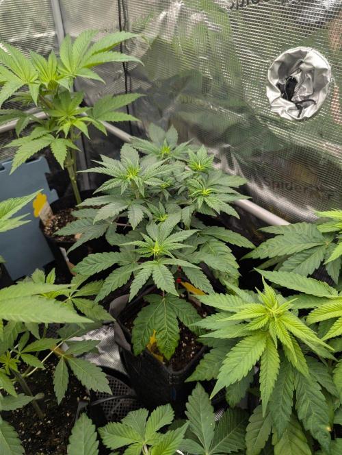 Privileged Baddie - Anesia Seeds. Week 5