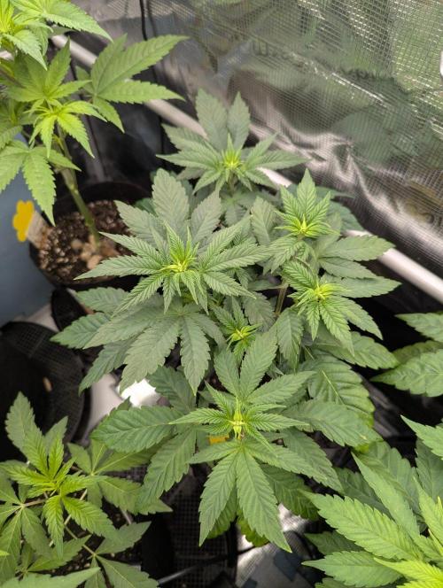 Privileged Baddie - Anesia Seeds. Week 5