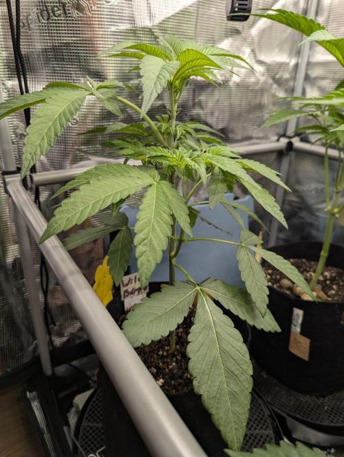 Wild Burst - Seed Junky. Week 4