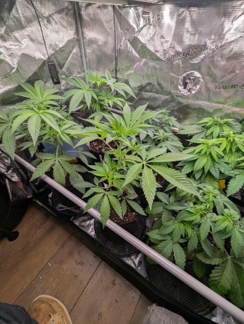 Wild Burst - Seed Junky. Week 4