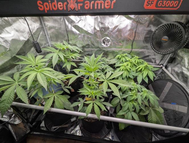 Permanent Marker - Seed Junky. Week 4