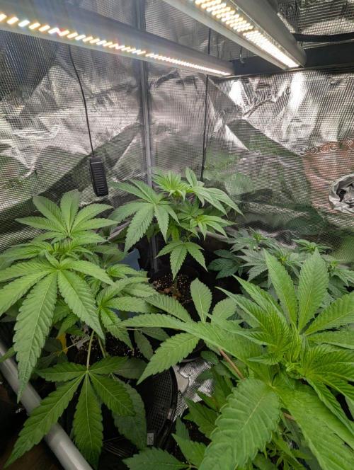 Wild Burst - Seed Junky. Week 4