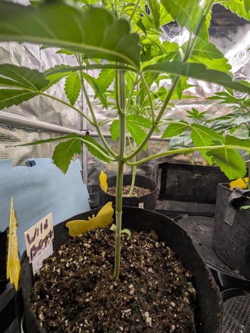 Wild Burst - Seed Junky. Week 4