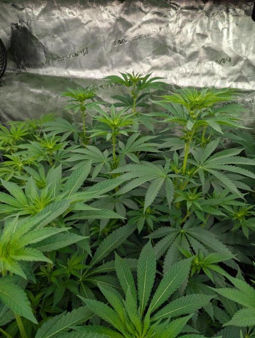 Zu-Tang Clan - N.Y.Ceeds. Week 7