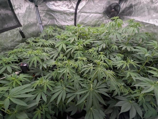 Zu-Tang Clan - N.Y.Ceeds. Week 7