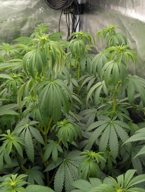 Zu-Tang Clan - N.Y.Ceeds. Week 7