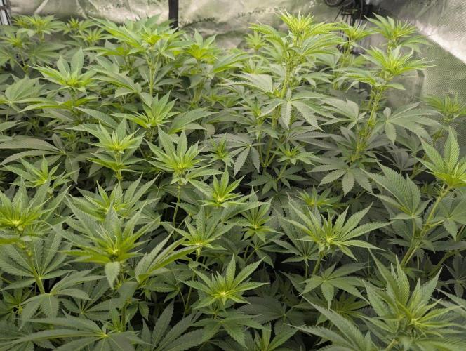 Lemonessence - Doja. Week 7