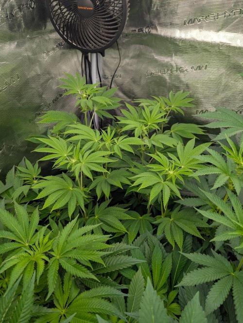 Big Z - Wizard Trees. Week 7