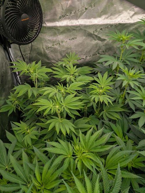 Big Z - Wizard Trees. Week 7