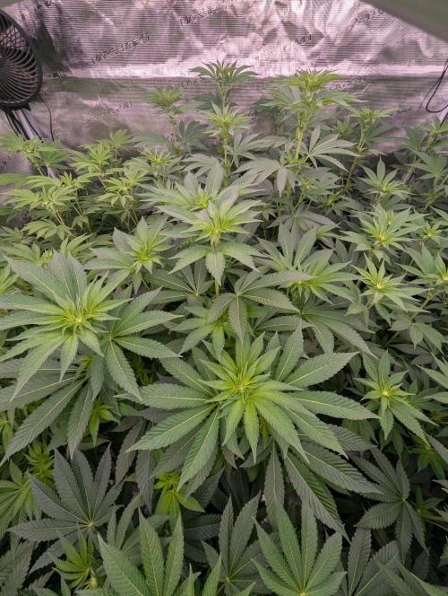Big Z - Wizard Trees. Week 7