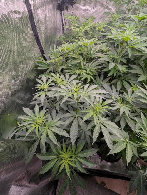 Black Lobster - Cipher Genetics. Week 7