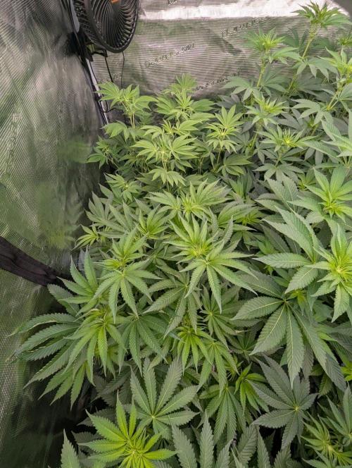 Black Lobster - Cipher Genetics. Week 7