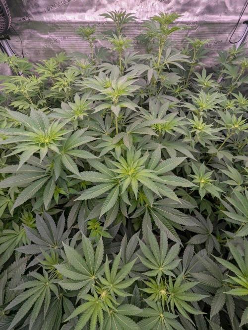 Black Lobster - Cipher Genetics. Week 7