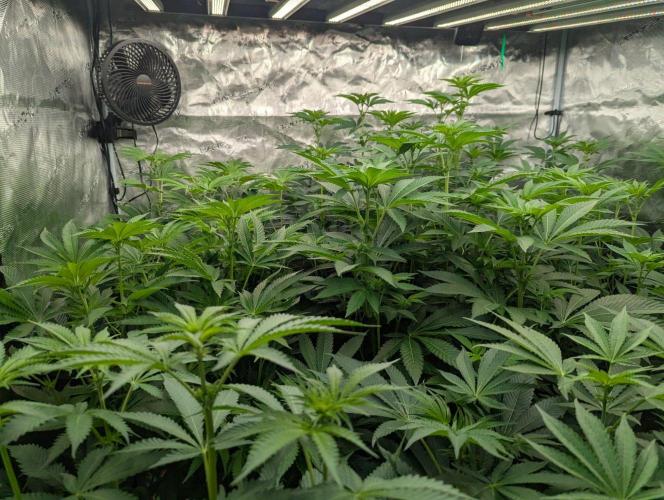 Black Lobster - Cipher Genetics. Week 7
