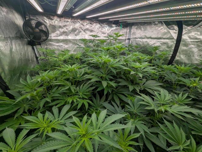 Black Lobster - Cipher Genetics. Week 7