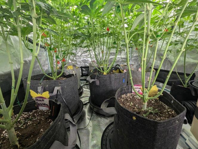 Black Lobster - Cipher Genetics. Week 7