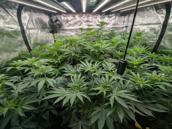 Black Lobster - Cipher Genetics. Week 7
