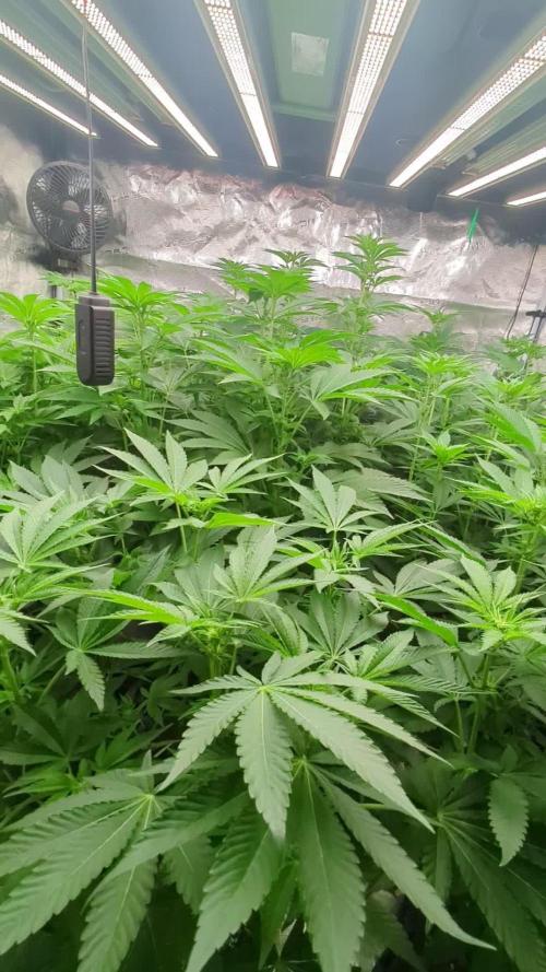 Black Lobster - Cipher Genetics