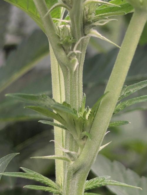 Lemonessence - Doja. Week 7