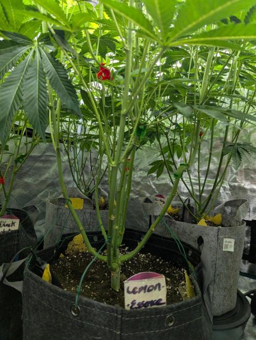 Lemonessence - Doja. Week 7