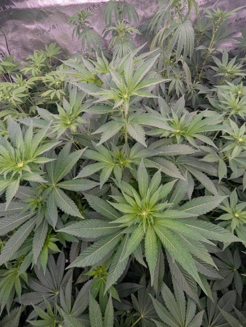Lemonessence - Doja. Week 7