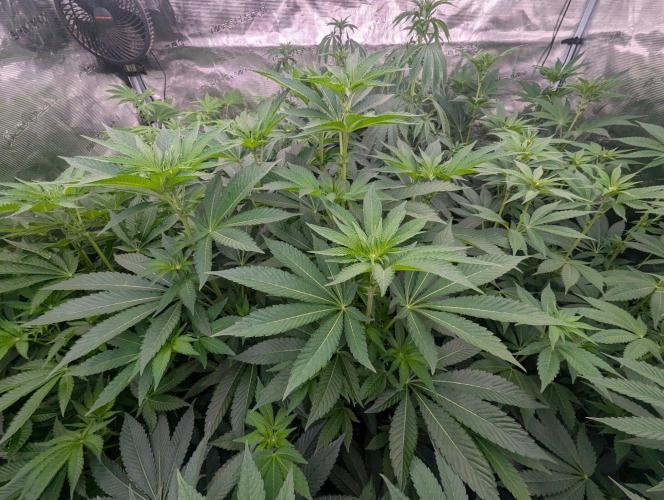 Lemonessence - Doja. Week 7