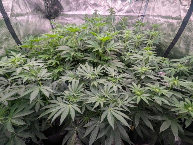 Lemonessence. Week 7