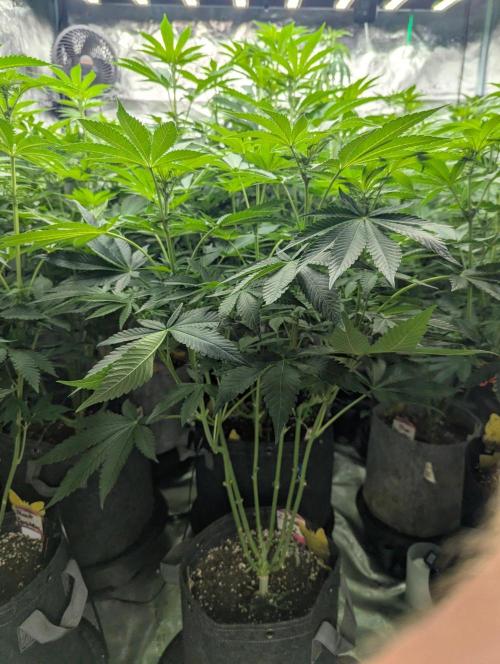 Zorroz v2 - Nine Weeks Harvest. Week 7