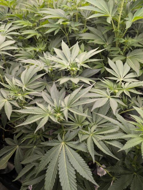 Zorroz v2 - Nine Weeks Harvest. Week 7