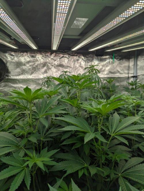 Zorroz v2 - Nine Weeks Harvest. Week 7