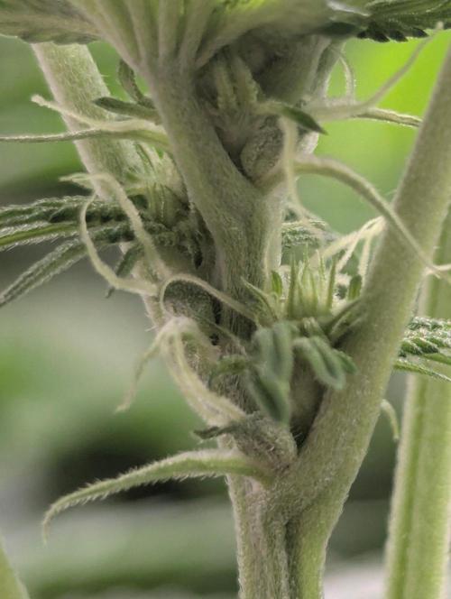 Zorroz v2 - Nine Weeks Harvest. Week 7