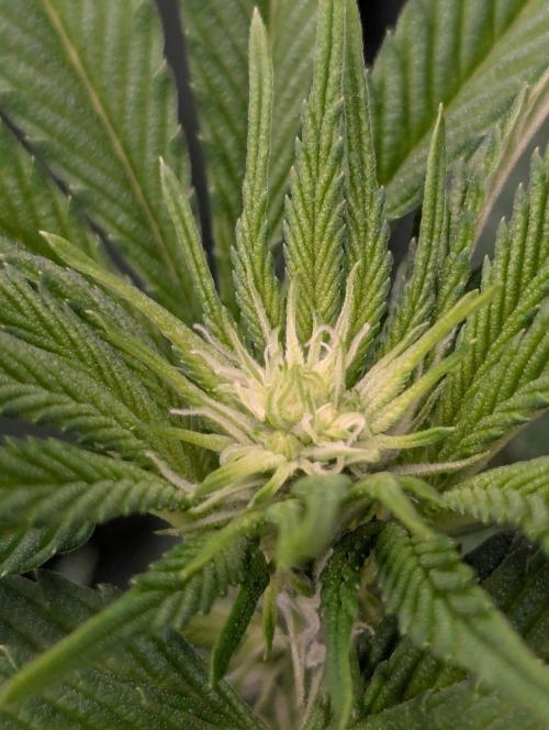 Zorroz v2 - Nine Weeks Harvest. Week 7