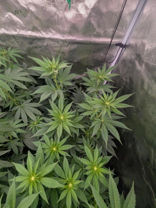 New Money - Compound Genetics. Week 7