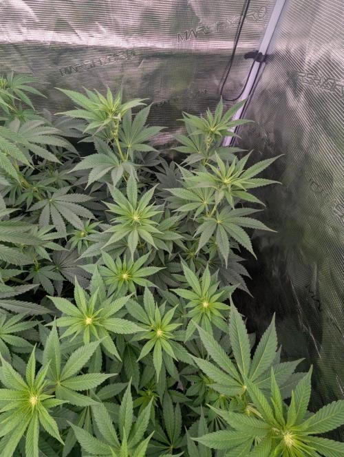 New Money - Compound Genetics. Week 7