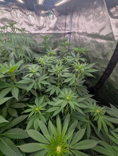 New Money - Compound Genetics. Week 7