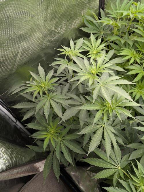 Black Beretta - Cipher Genetics. Week 7