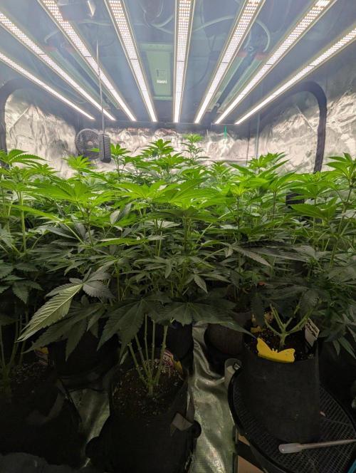 Black Beretta - Cipher Genetics. Week 7