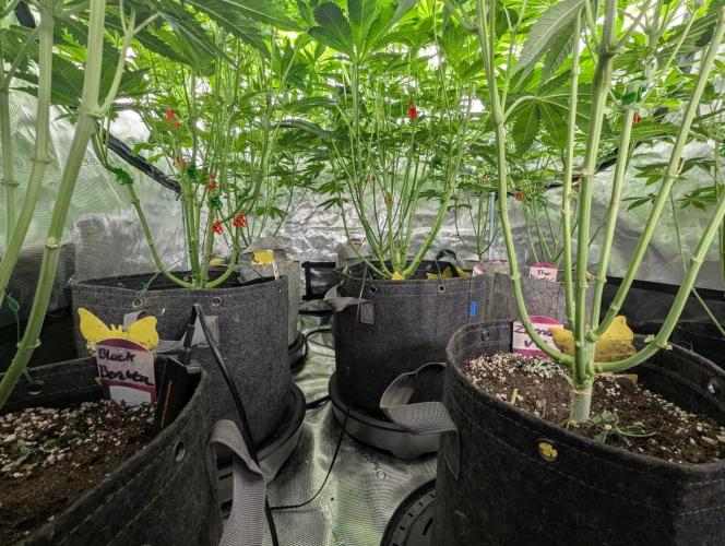 Black Beretta. Week 7