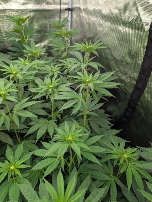 The Keeper - Wizard Trees. Week 7