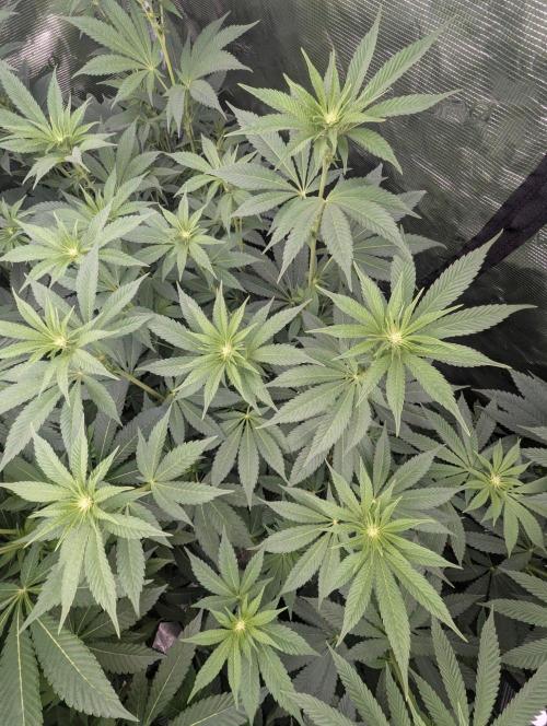 The Keeper - Wizard Trees. Week 7