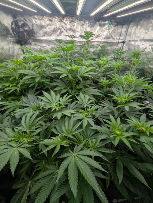 The Keeper - Wizard Trees. Week 7
